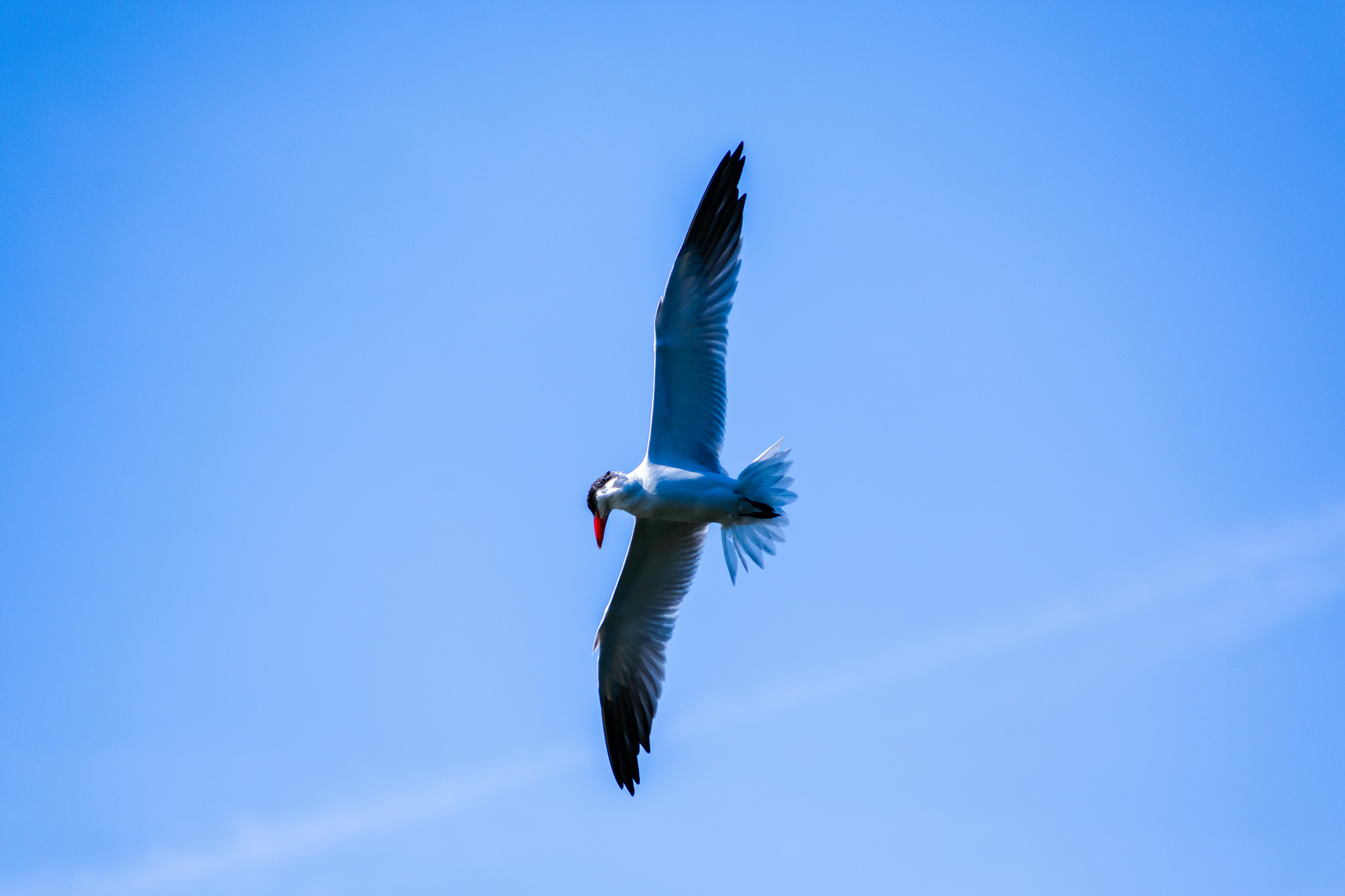 Photo by probablyrobin