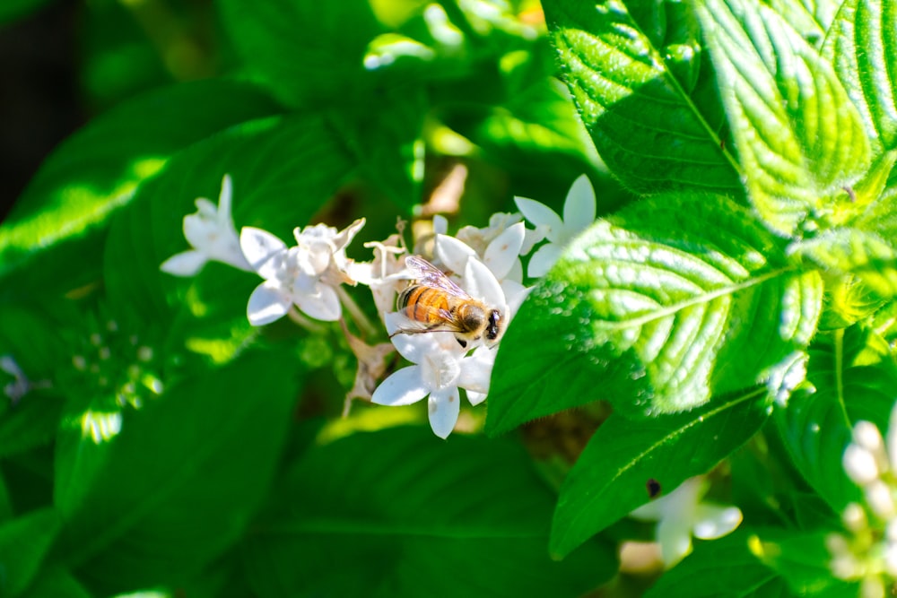 a bee sitting on top of a white flower