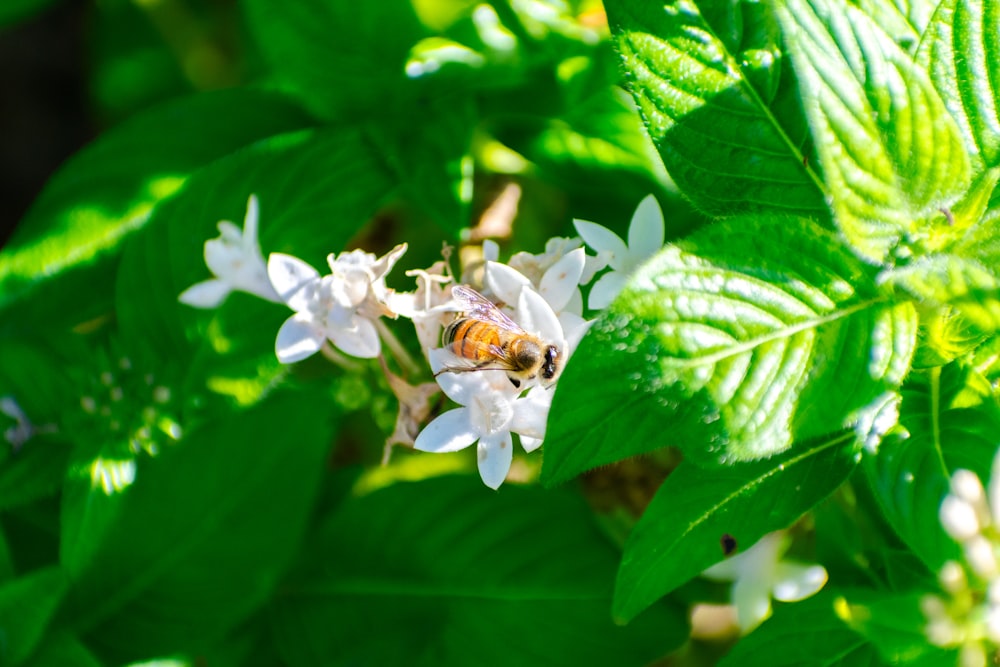 白い花の上に座る蜂