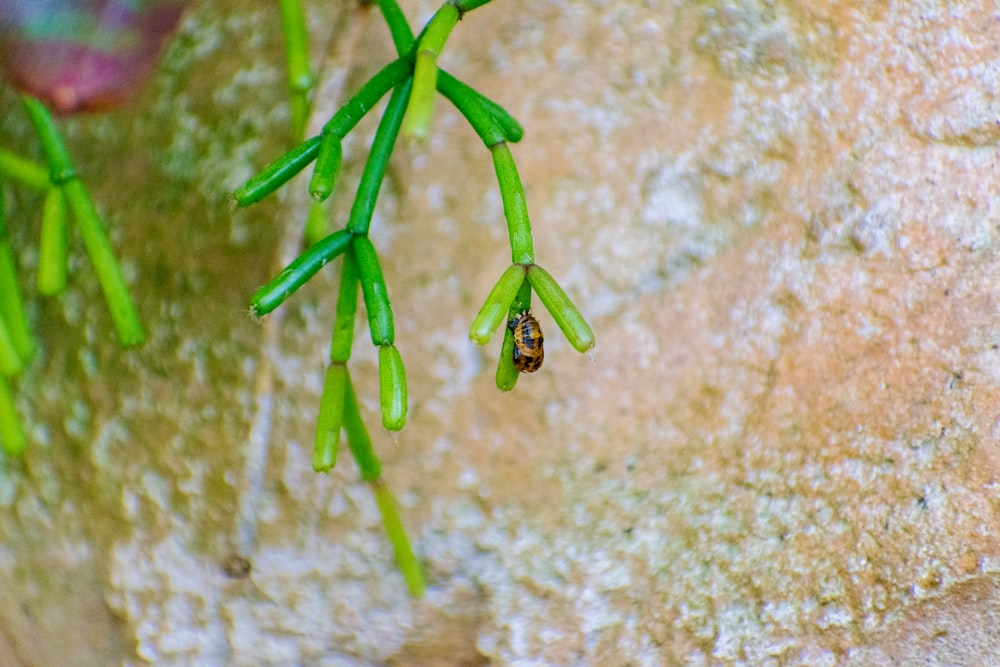 a small insect sitting on top of a green plant