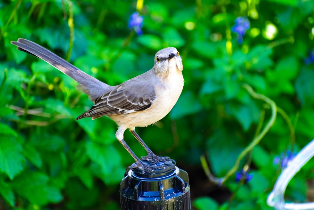 a small bird perched on top of a black pole