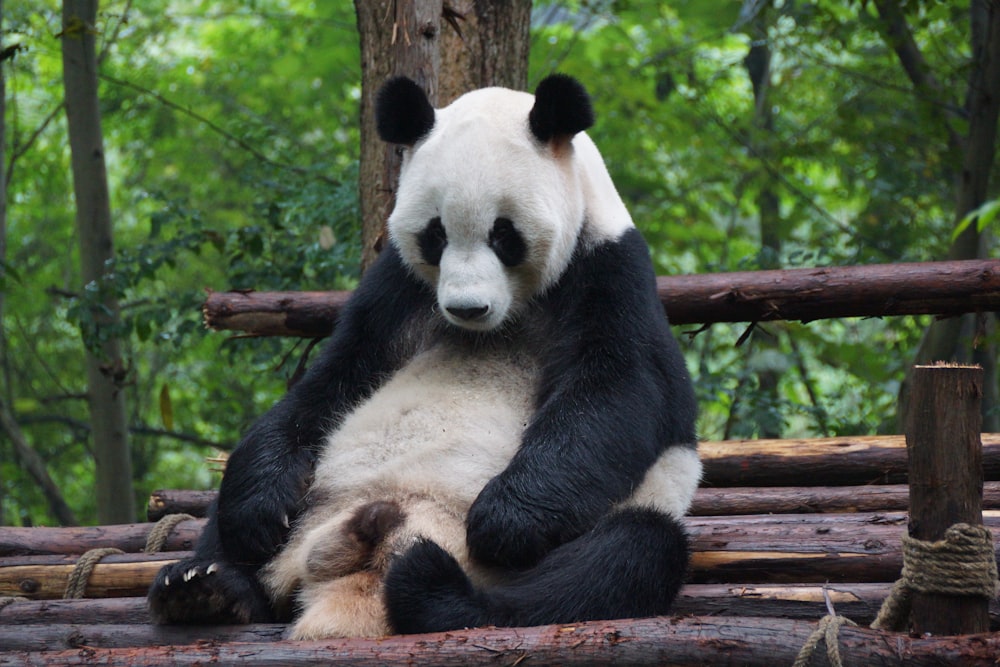 a panda bear sitting on top of a pile of logs