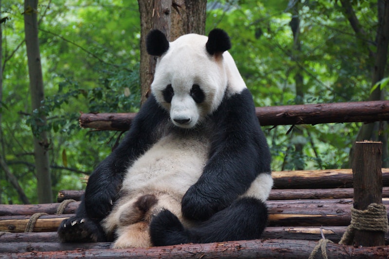 Chengdu Research Base of Giant Panda Breeding