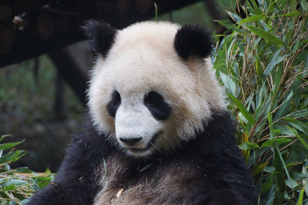 Un oso panda blanco y negro comiendo bambú