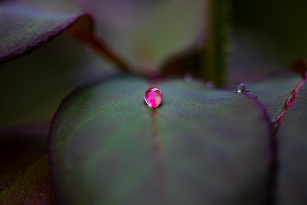 a close up of a leaf with a drop of water on it