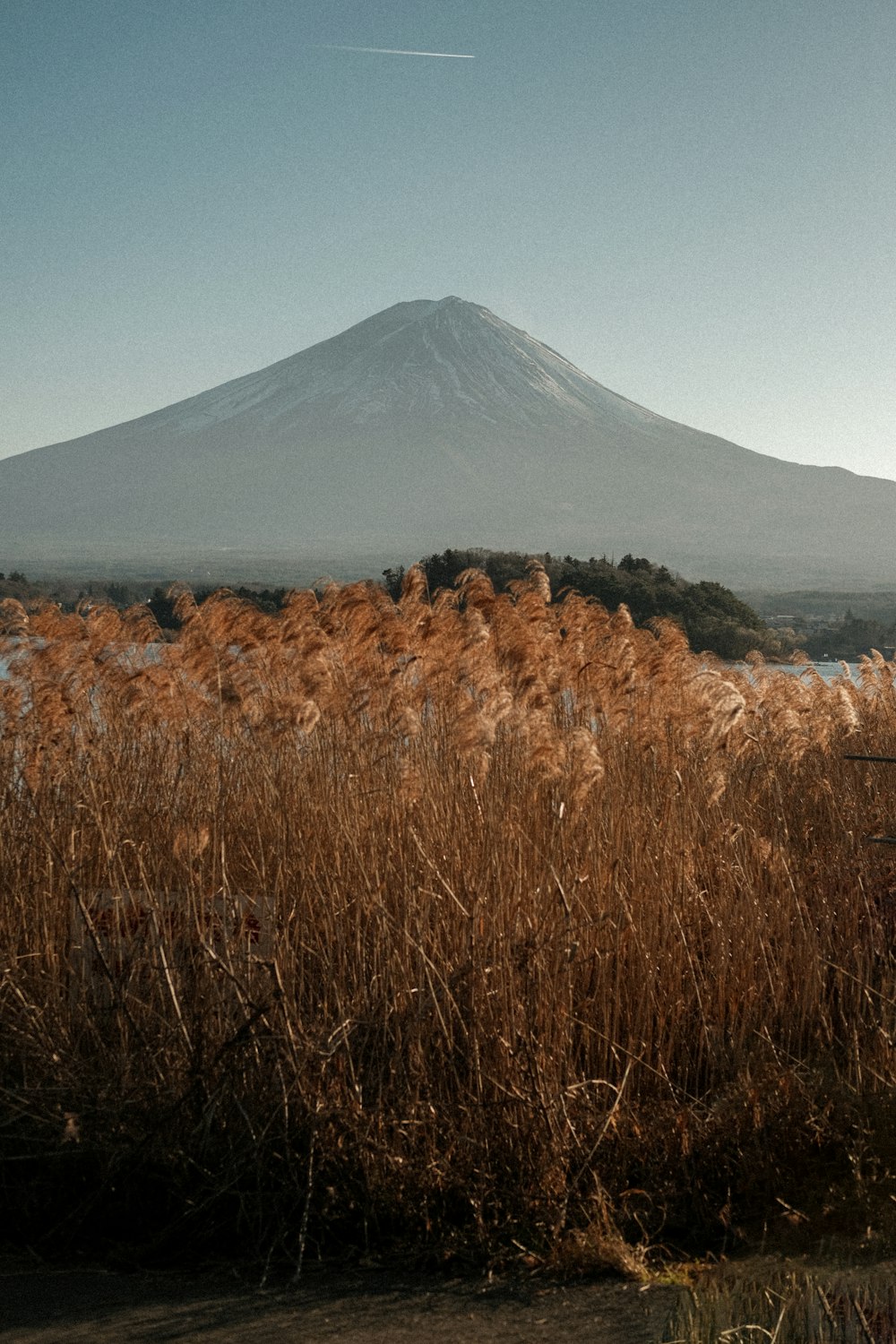 a field of tall grass with a mountain in the background