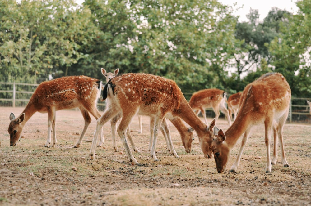 a herd of deer standing on top of a grass covered field