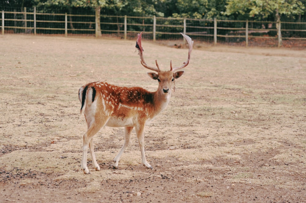 a small deer standing in a dirt field