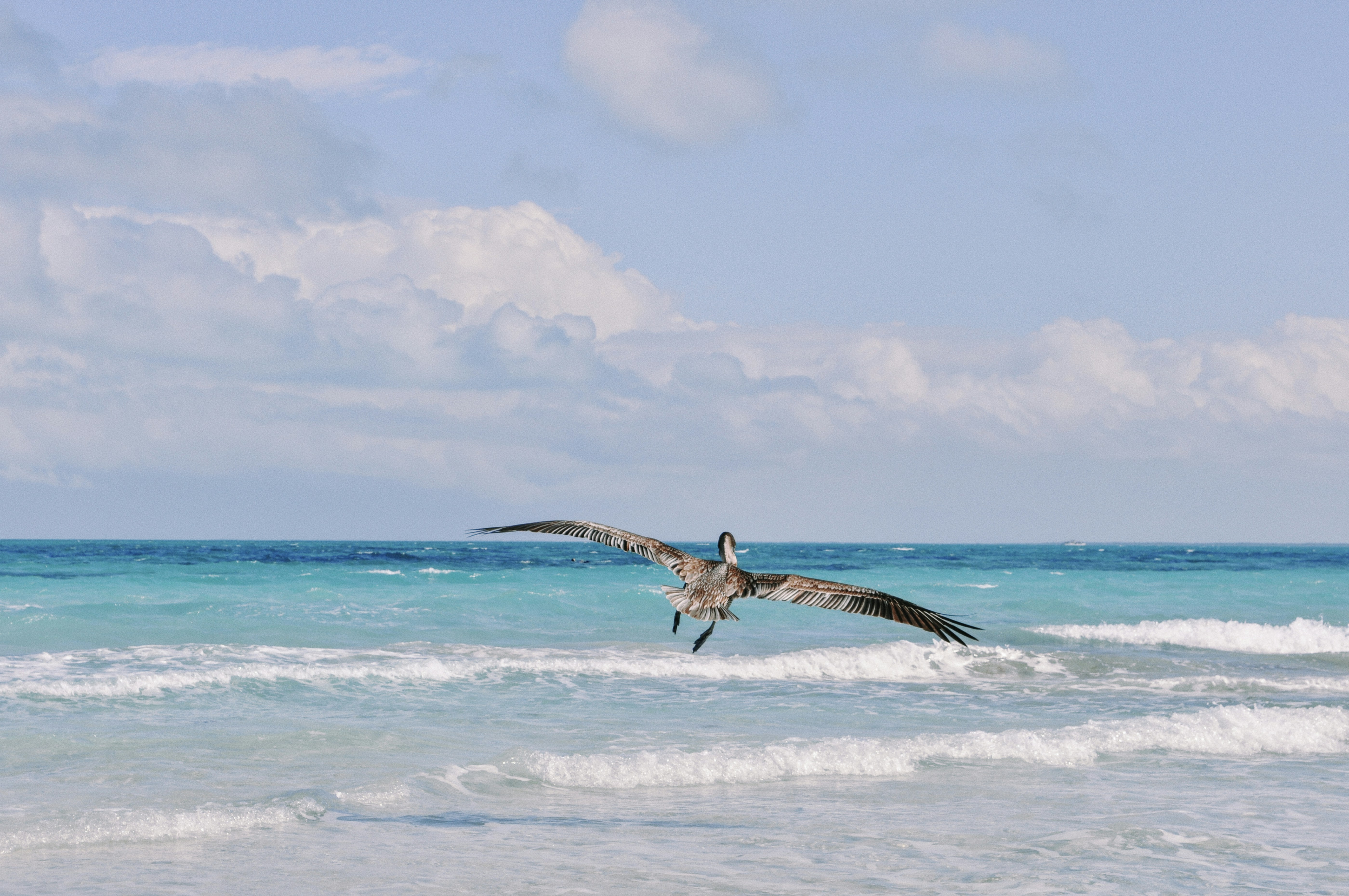 a large bird flying over the ocean waves, 