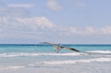 a large bird flying over the ocean waves
