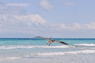 a large bird flying over the ocean waves