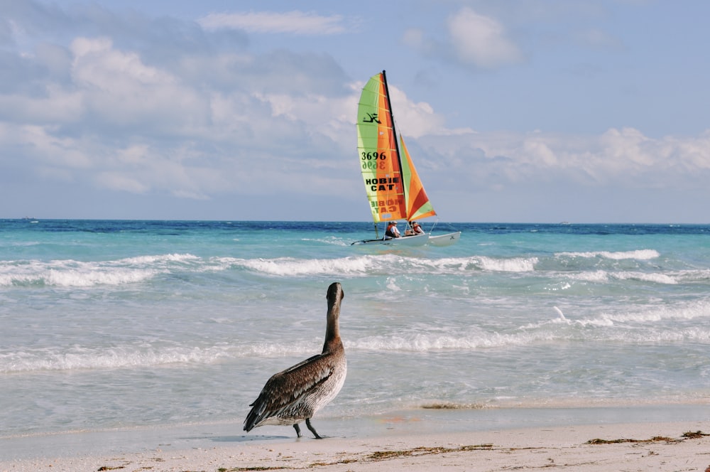 a bird standing on a beach next to the ocean