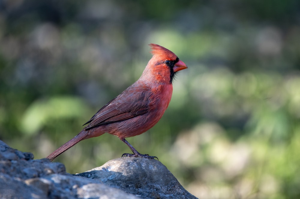 a red bird sitting on top of a rock