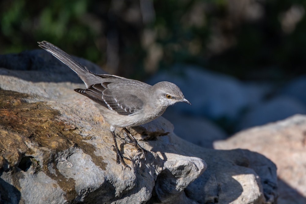 a small gray bird standing on a rock