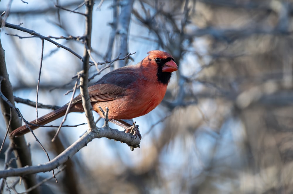 un uccello rosso appollaiato su un ramo d'albero