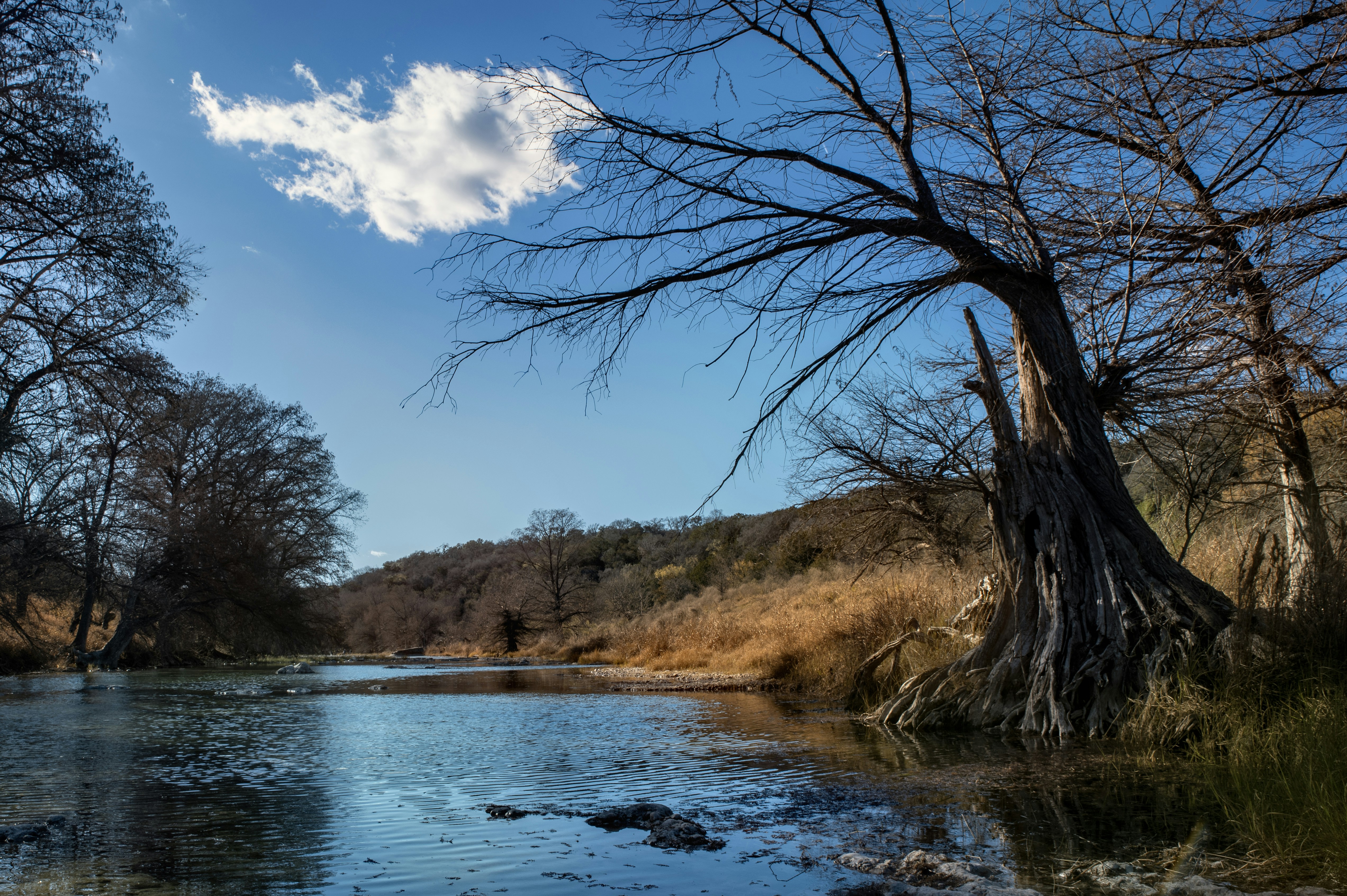 a body of water surrounded by trees and grass