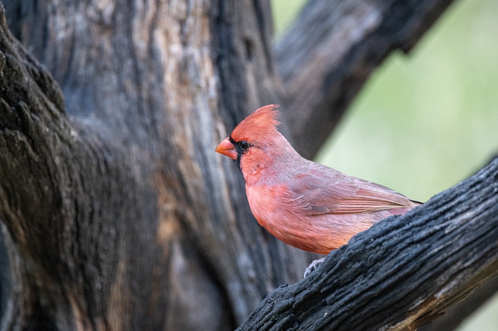 un uccello rosso appollaiato su un ramo d'albero