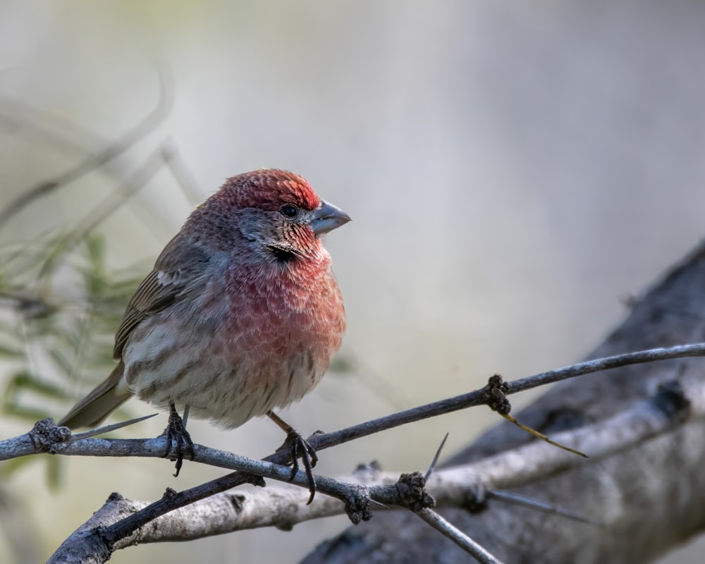 a small bird sitting on top of a tree branch