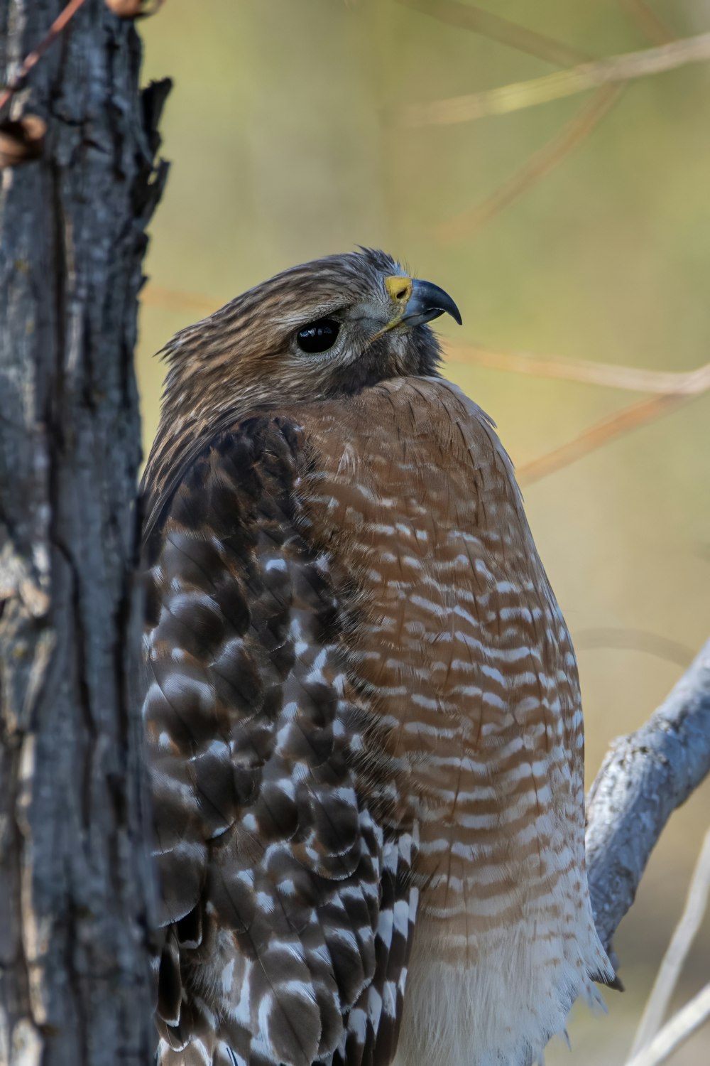 a brown and white bird perched on a tree branch