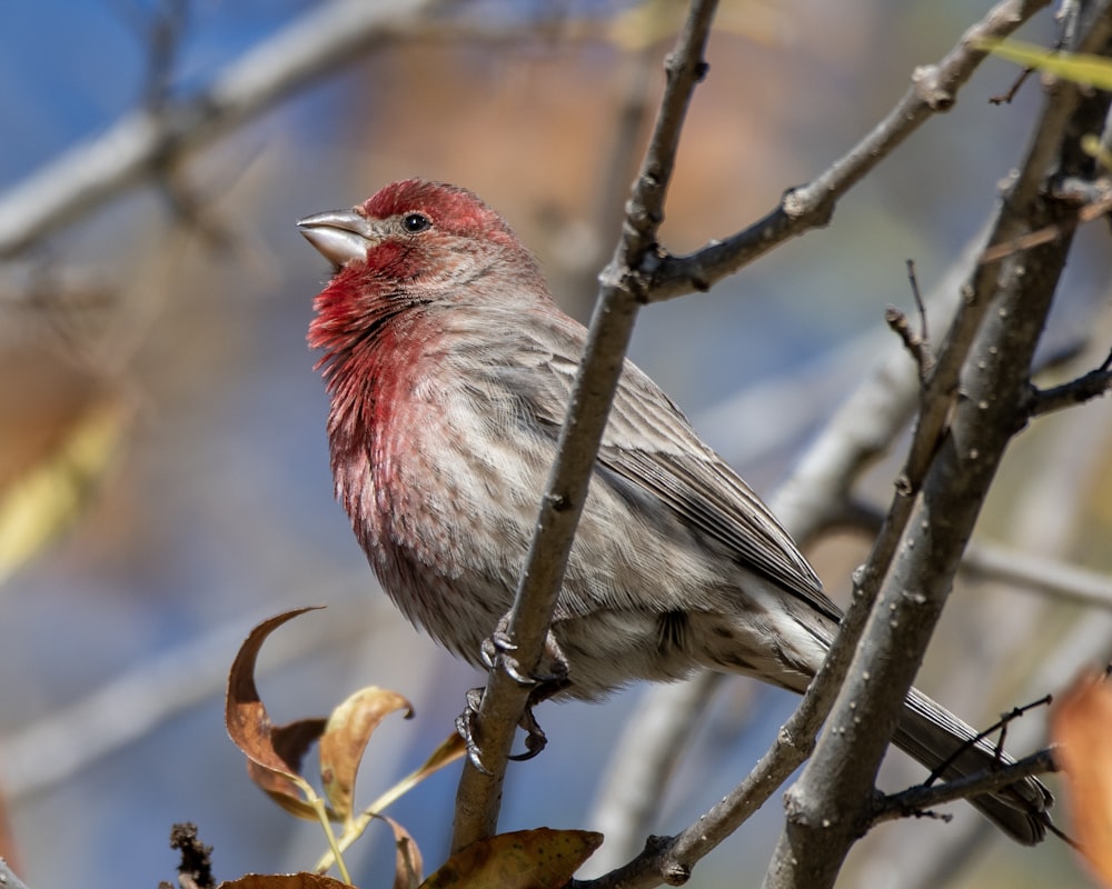 a small bird perched on a tree branch