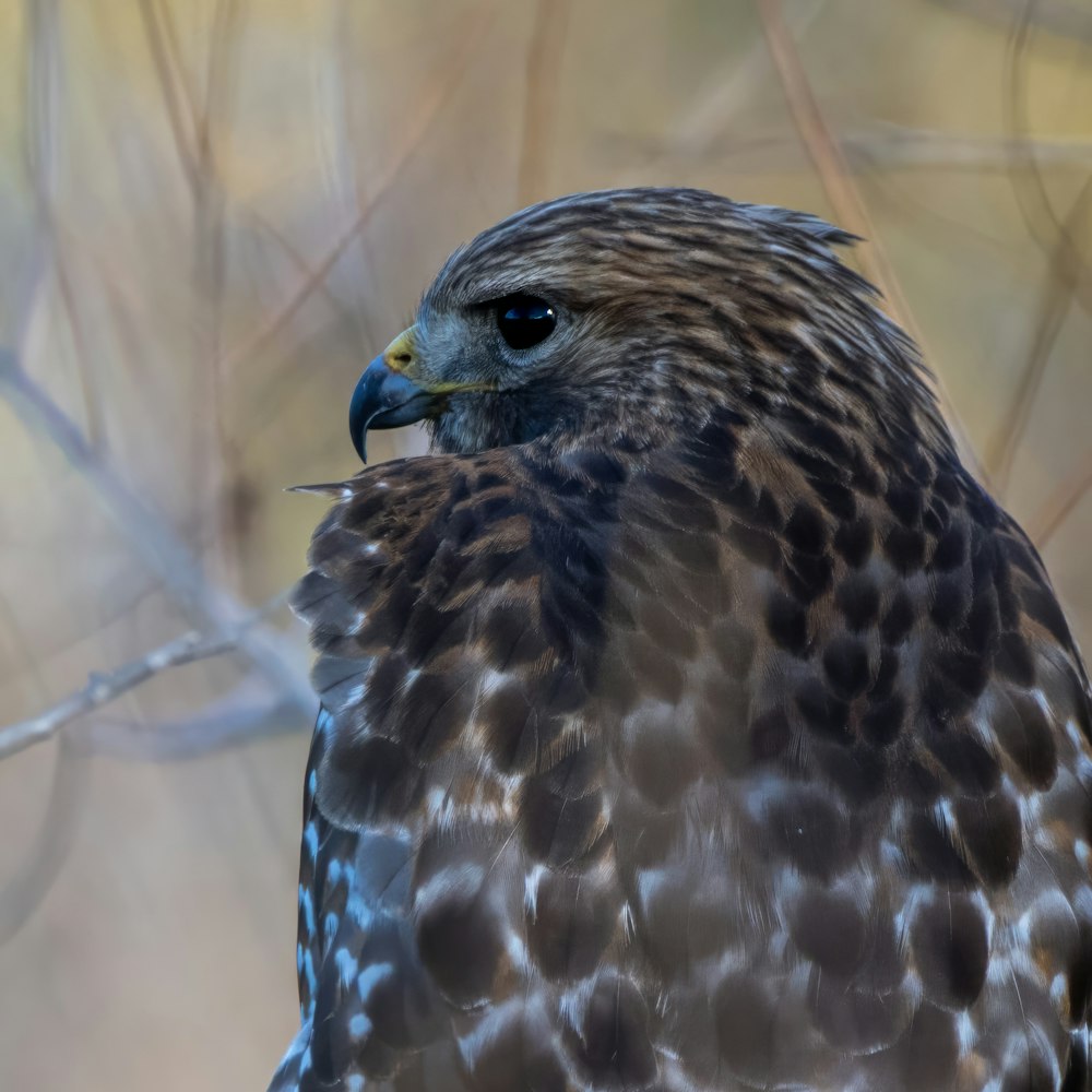 a close up of a bird of prey on a branch