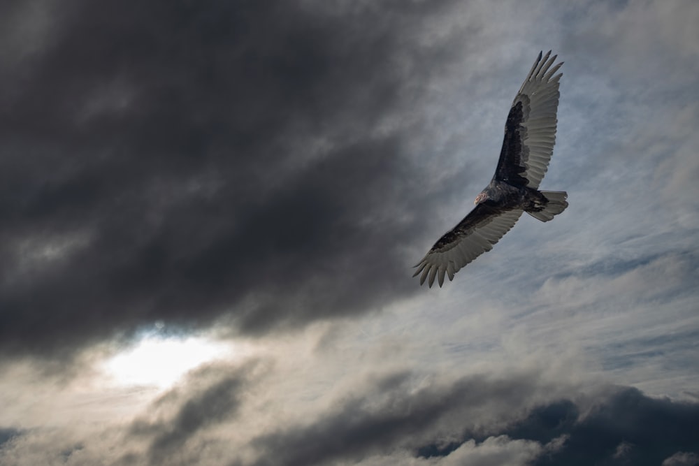 a large bird flying through a cloudy sky