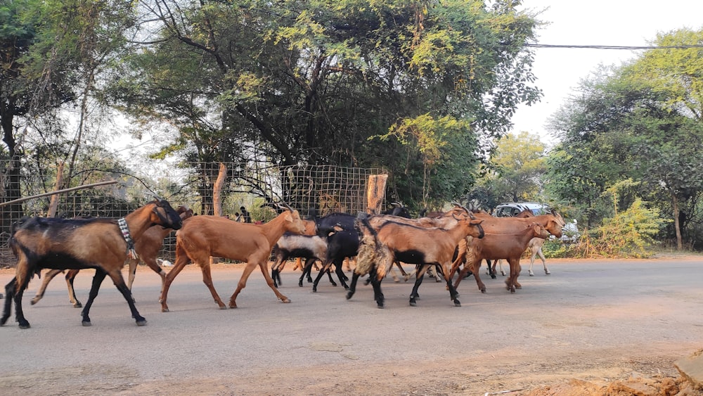 a herd of horses walking down a street