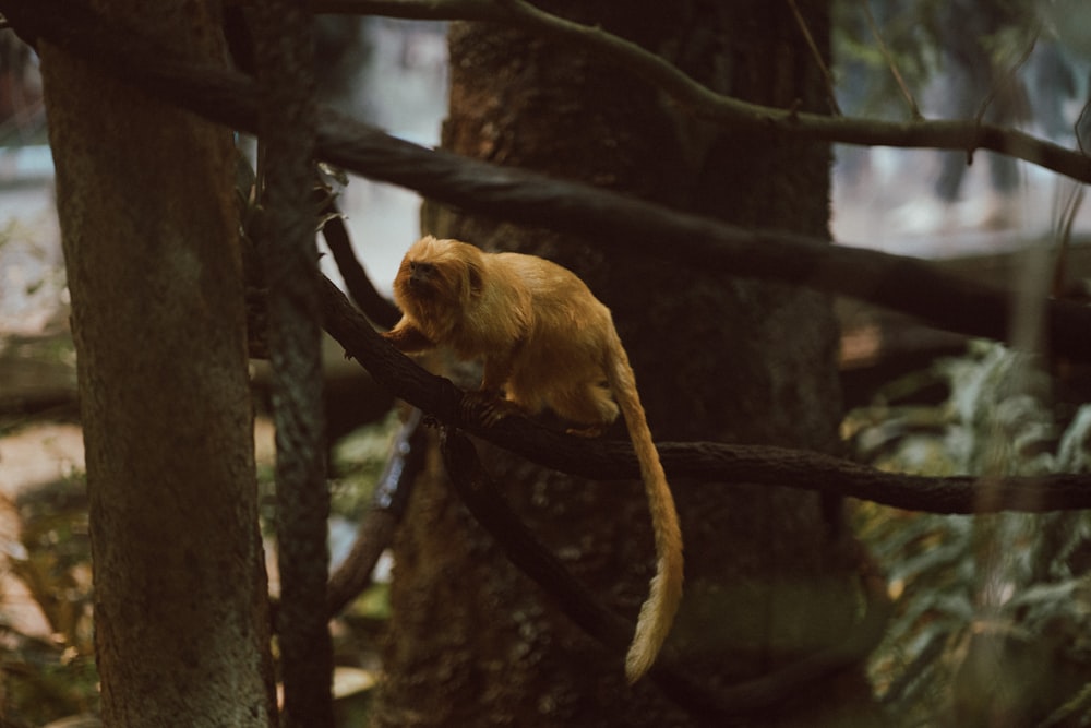 a monkey sitting on a tree branch in a forest