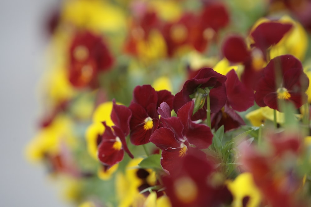 a bunch of red and yellow flowers in a vase