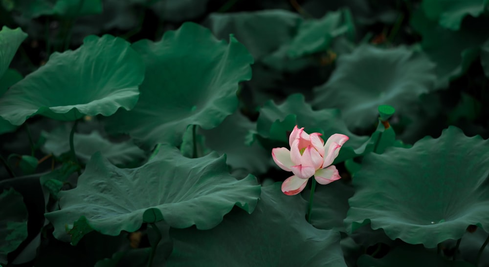 a pink and white flower surrounded by green leaves