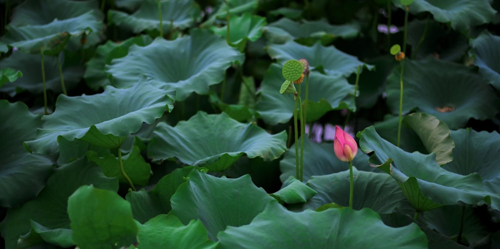 a pink flower sitting in the middle of a field of green leaves