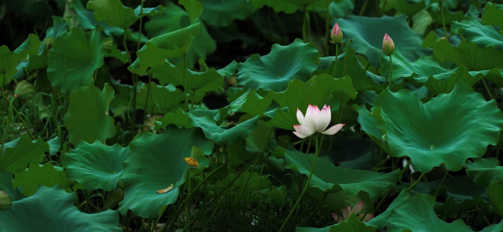 a group of green plants with white flowers