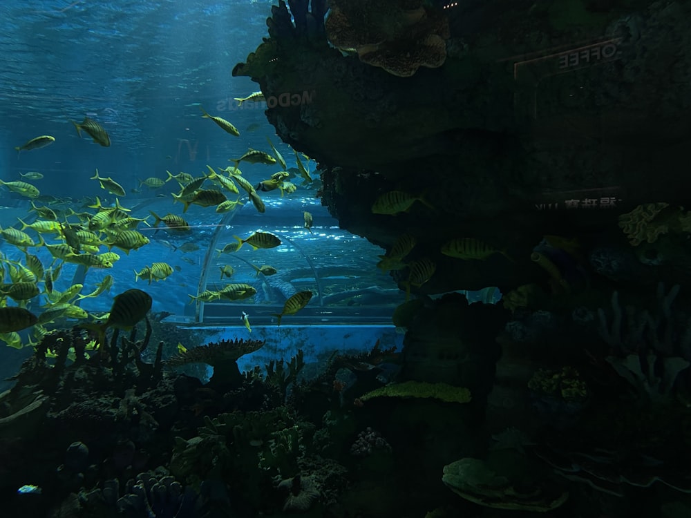 a large aquarium filled with lots of fish