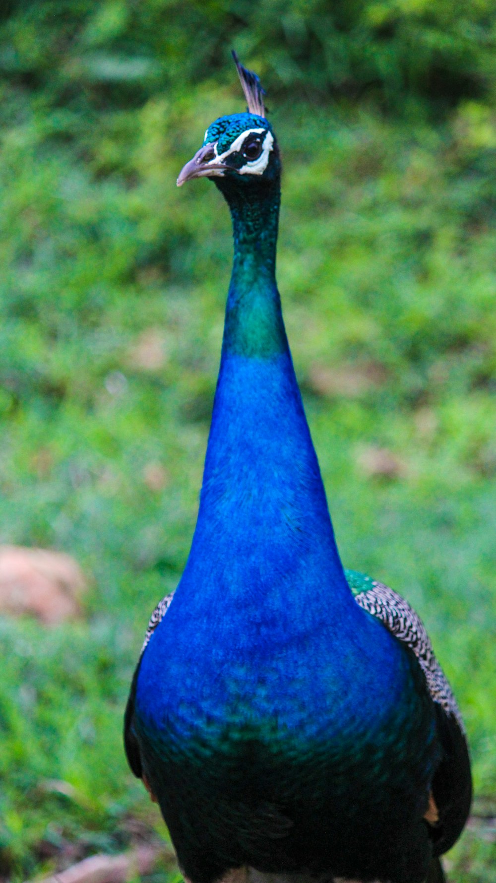 a peacock standing on top of a lush green field
