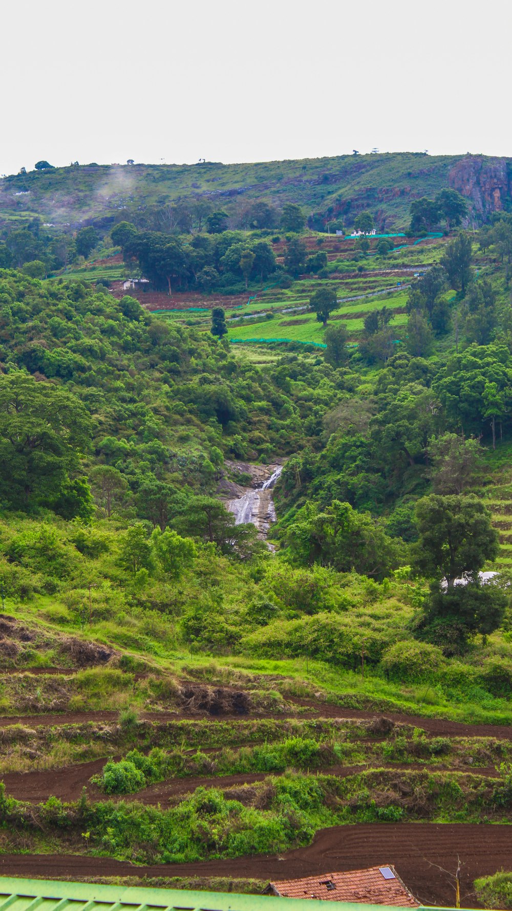 a lush green hillside covered in lots of trees