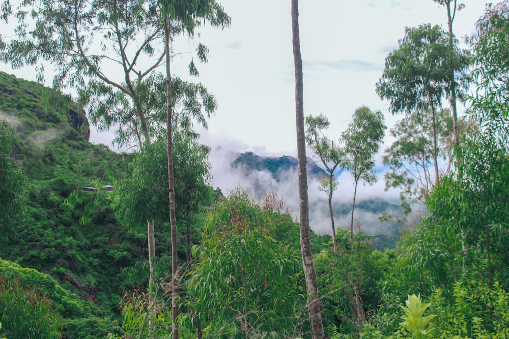 a lush green forest filled with lots of trees