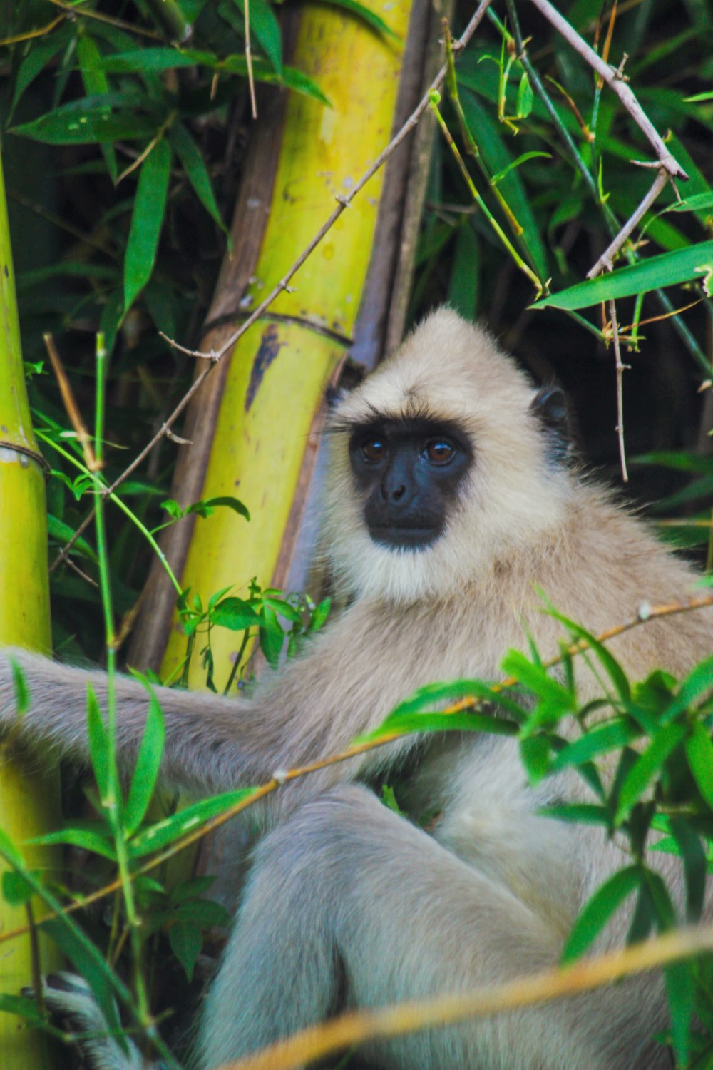 a monkey sitting on a tree branch in a forest