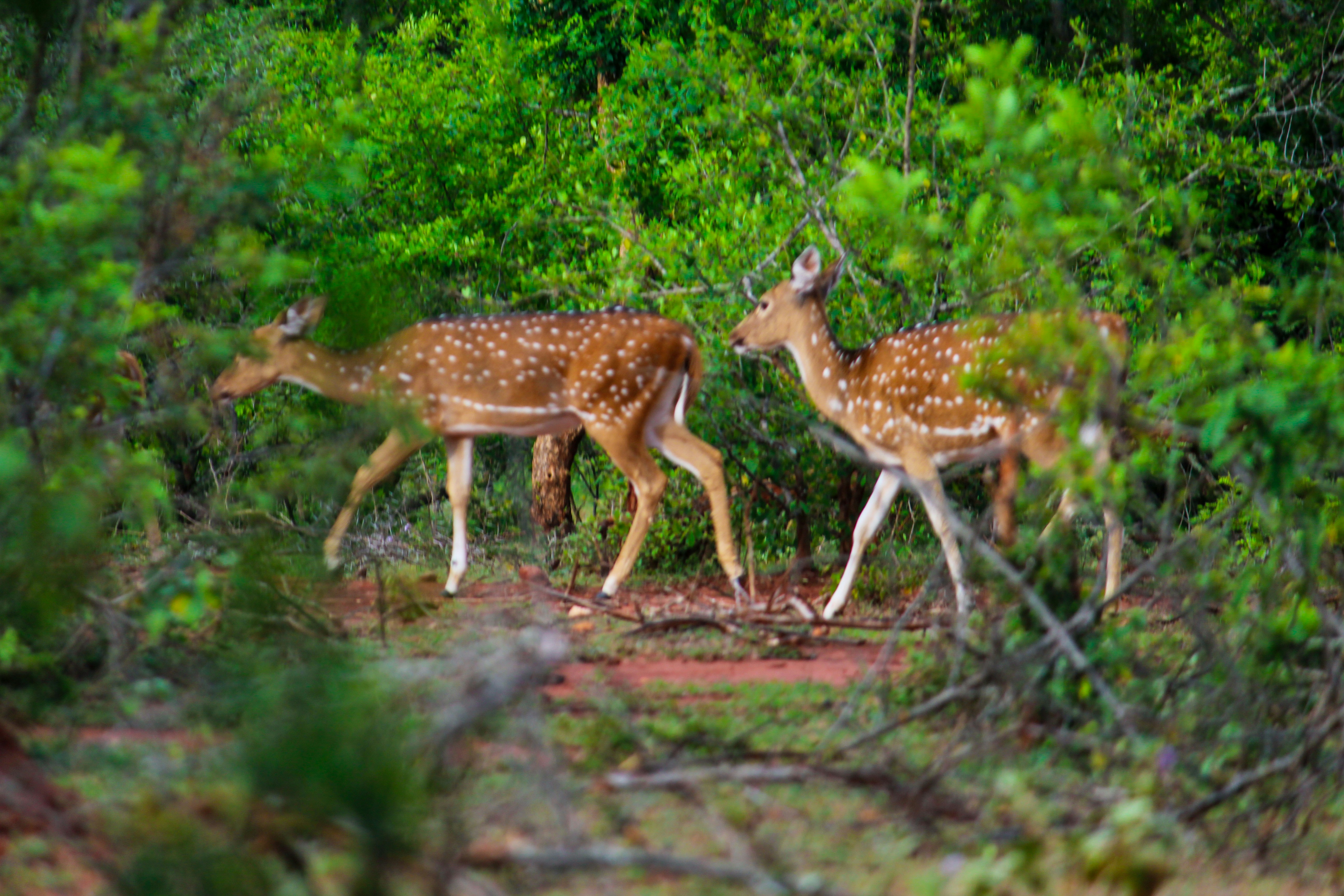 Photo by jabezjeyaraj