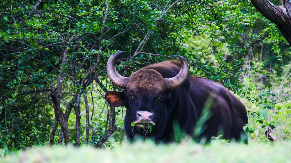 a bull standing in the middle of a forest