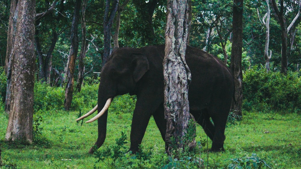 an elephant walking through a lush green forest