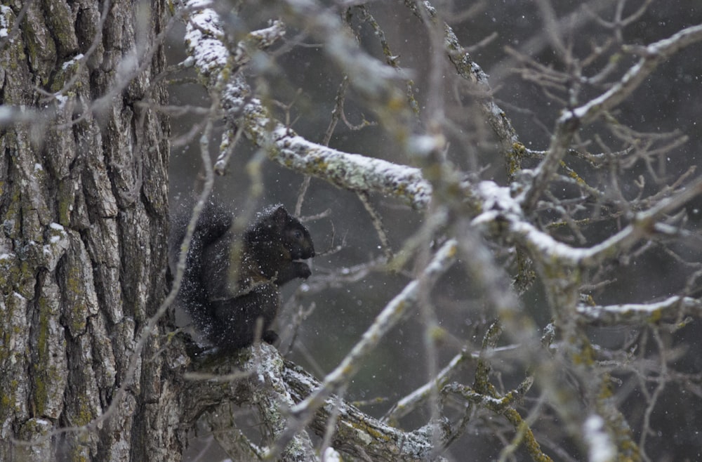 a squirrel sitting on a tree branch in the snow