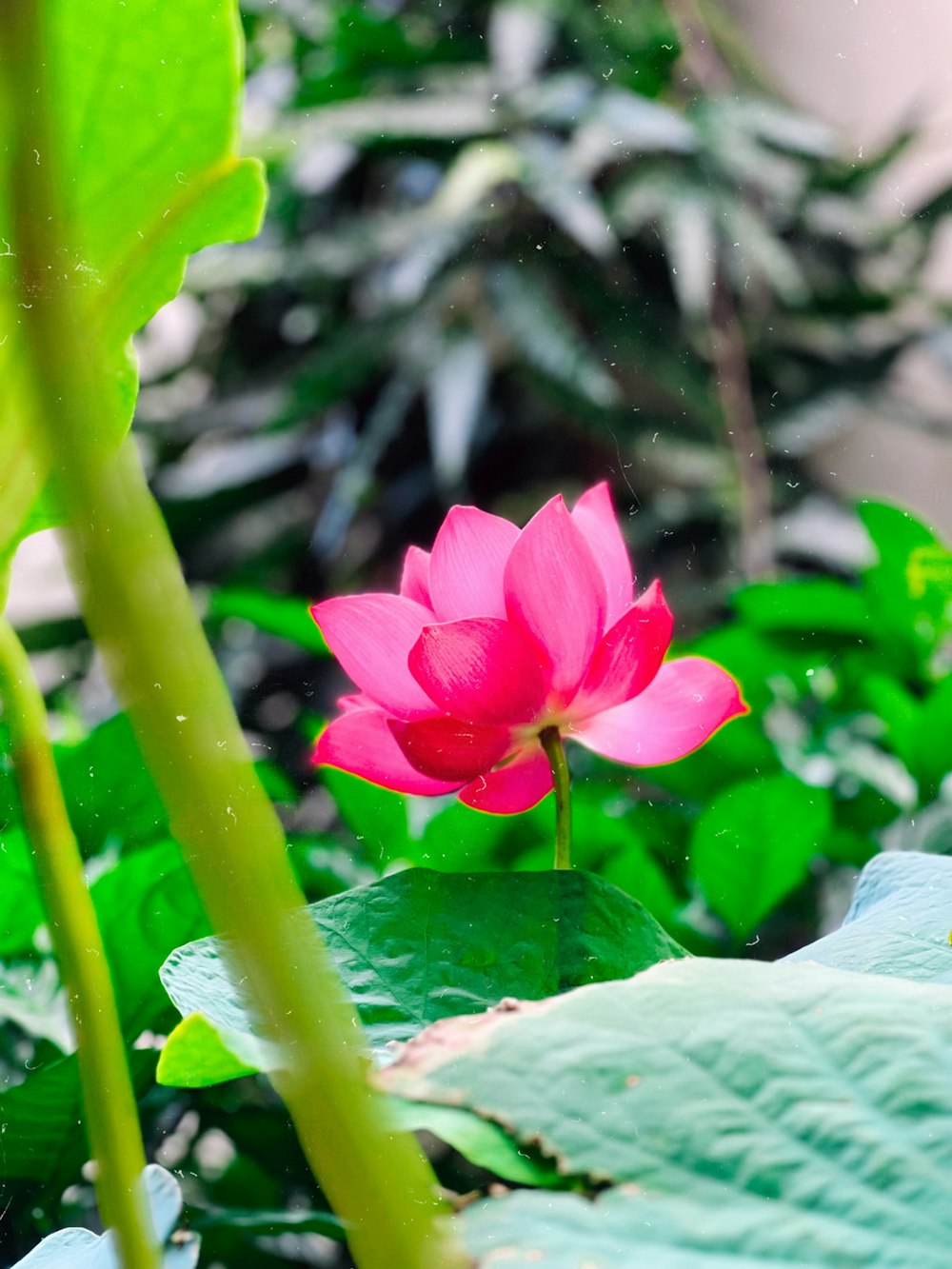 a pink flower sitting on top of a lush green plant