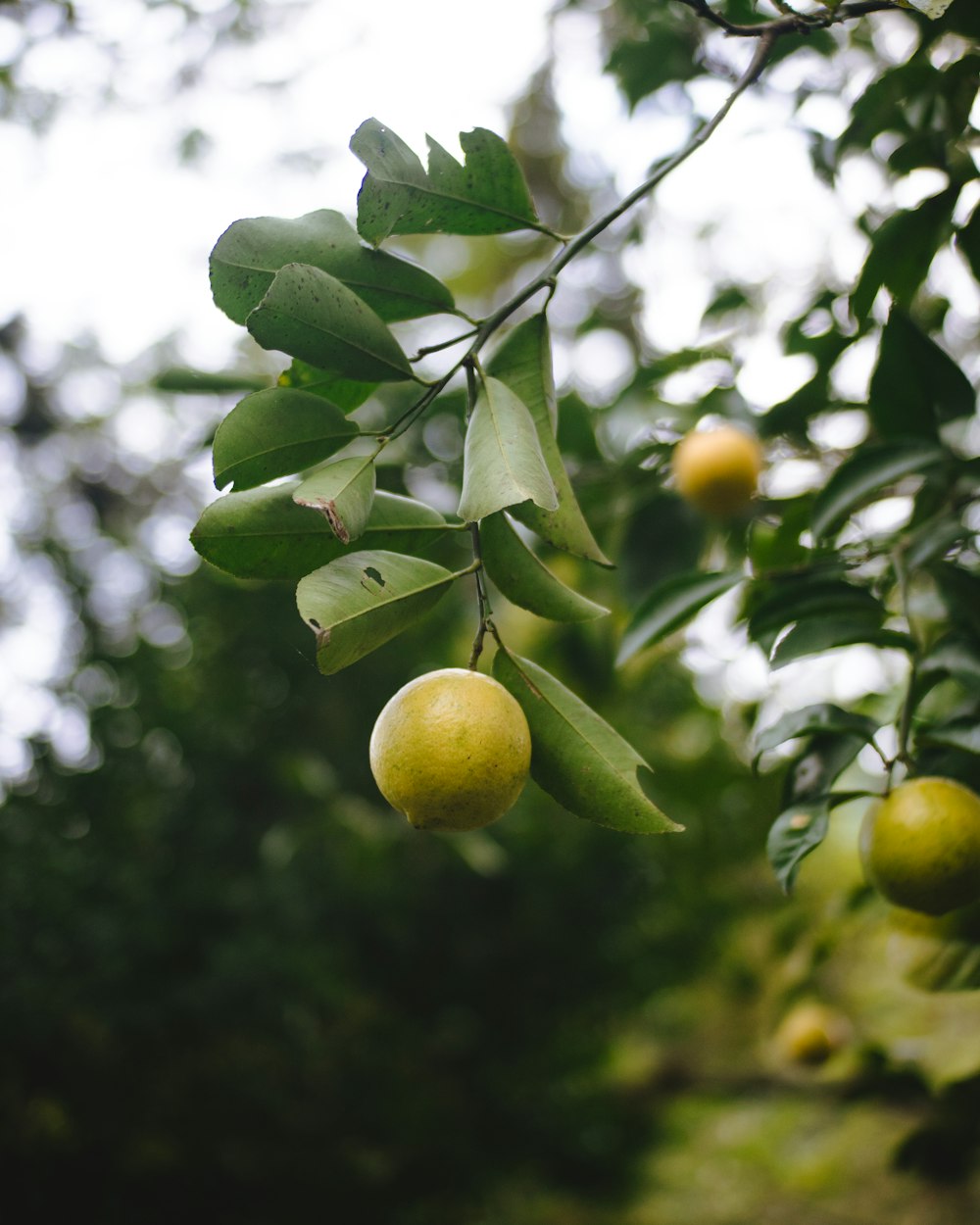 a tree filled with lots of green fruit