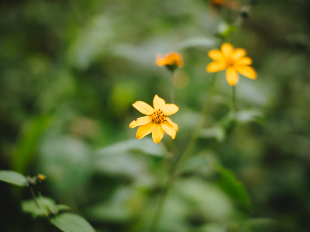 a close up of some yellow flowers in a field