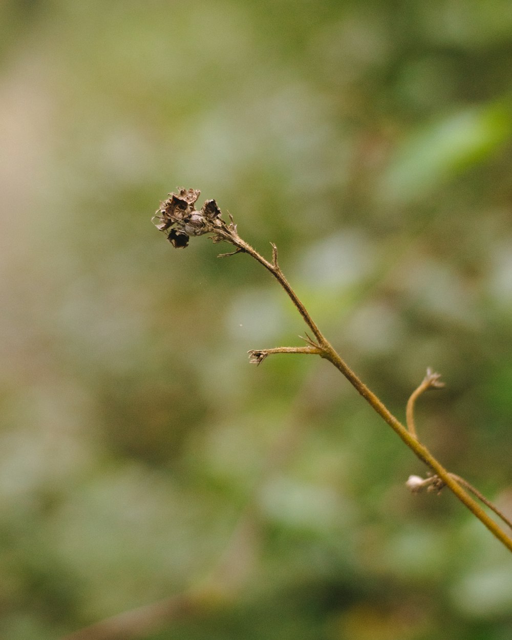 a close up of a plant with a blurry background