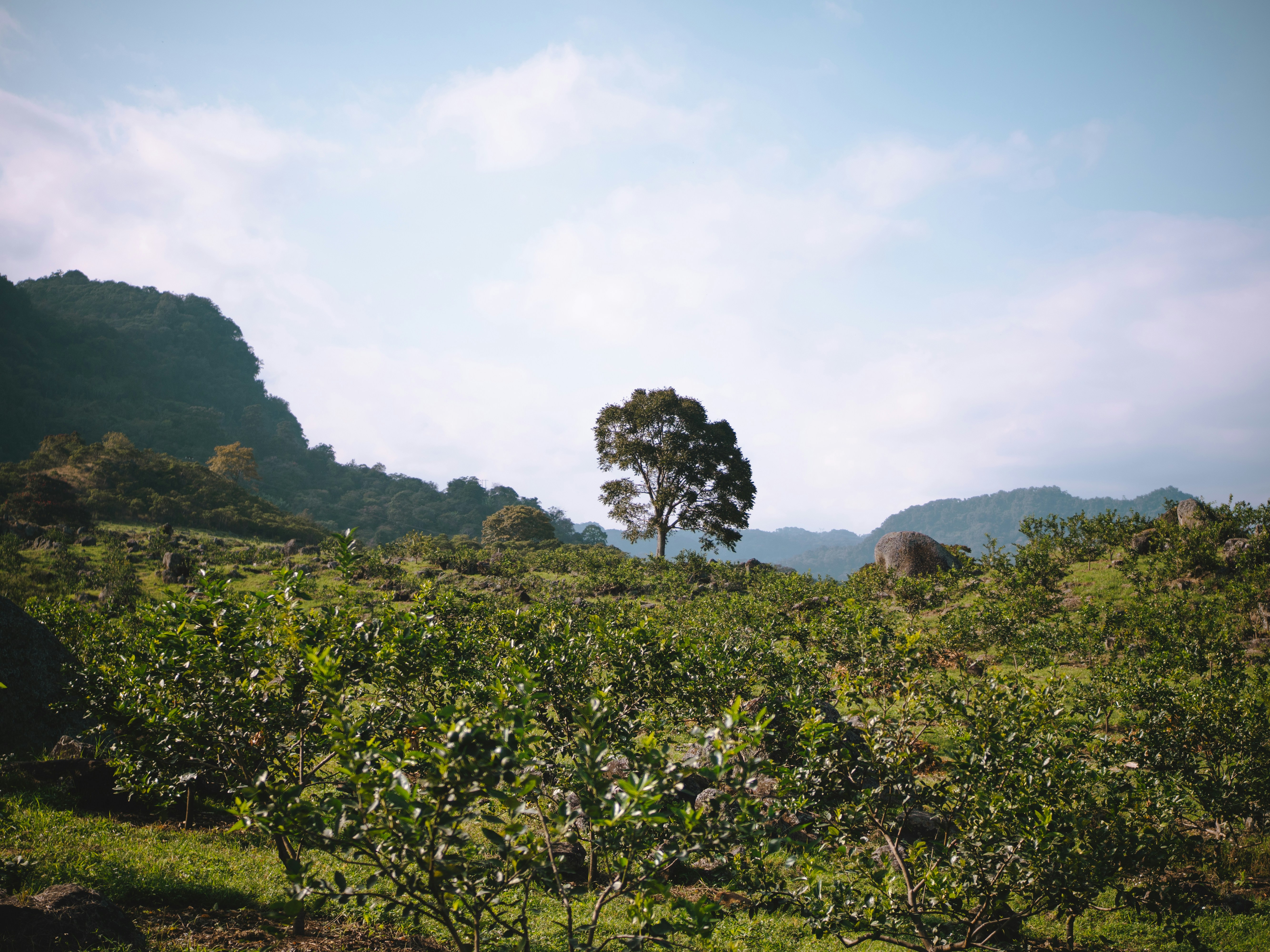 a lone tree in the middle of a field