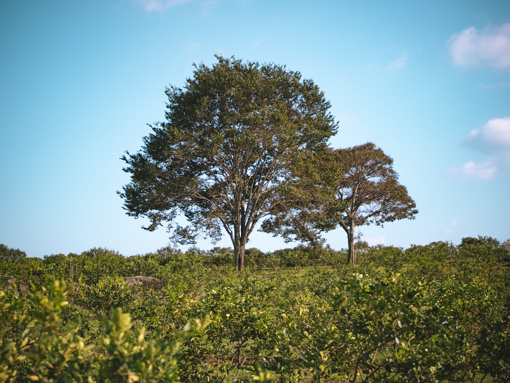 a couple of trees that are in the grass