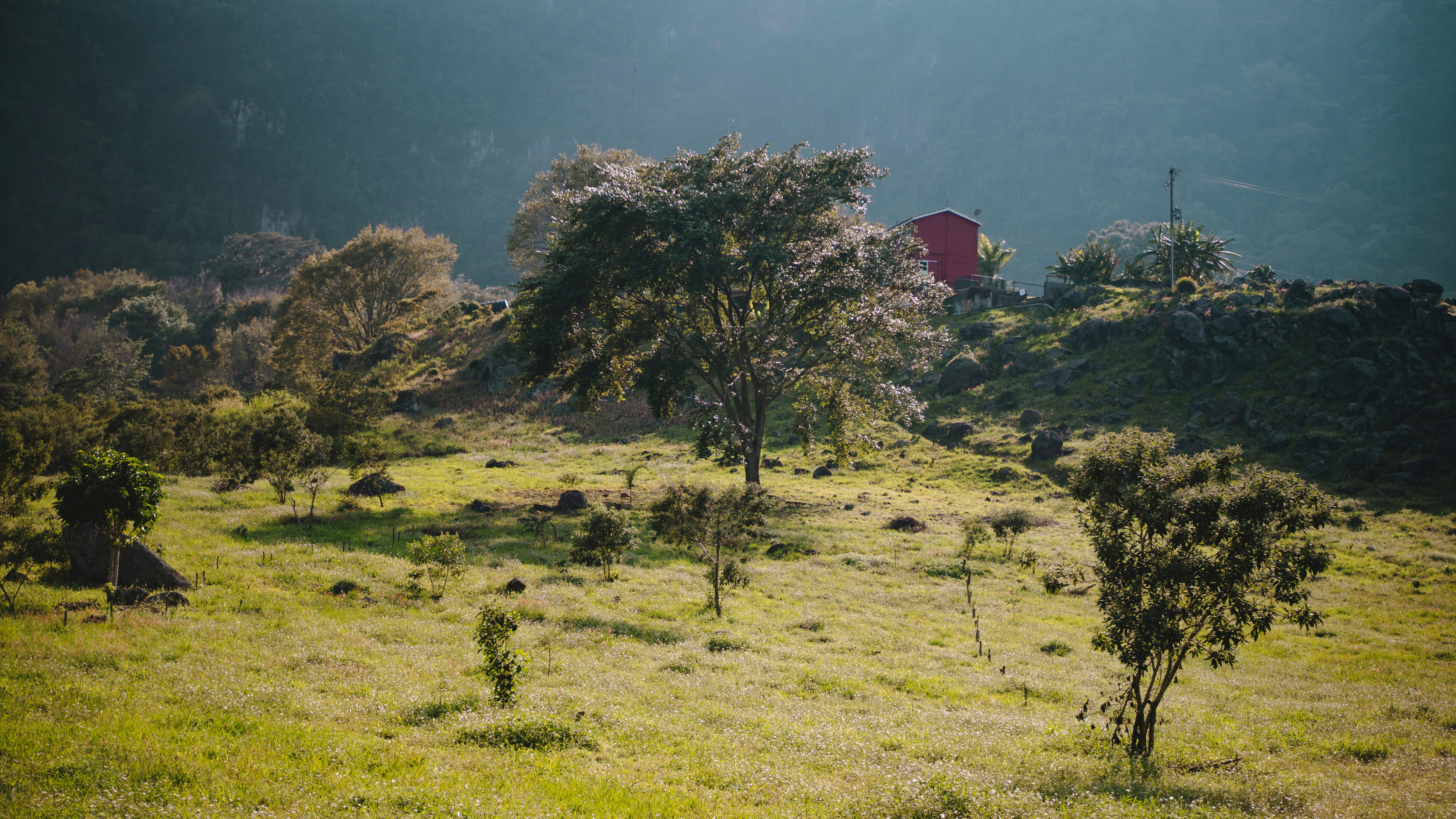 a grassy field with trees and a red barn in the background