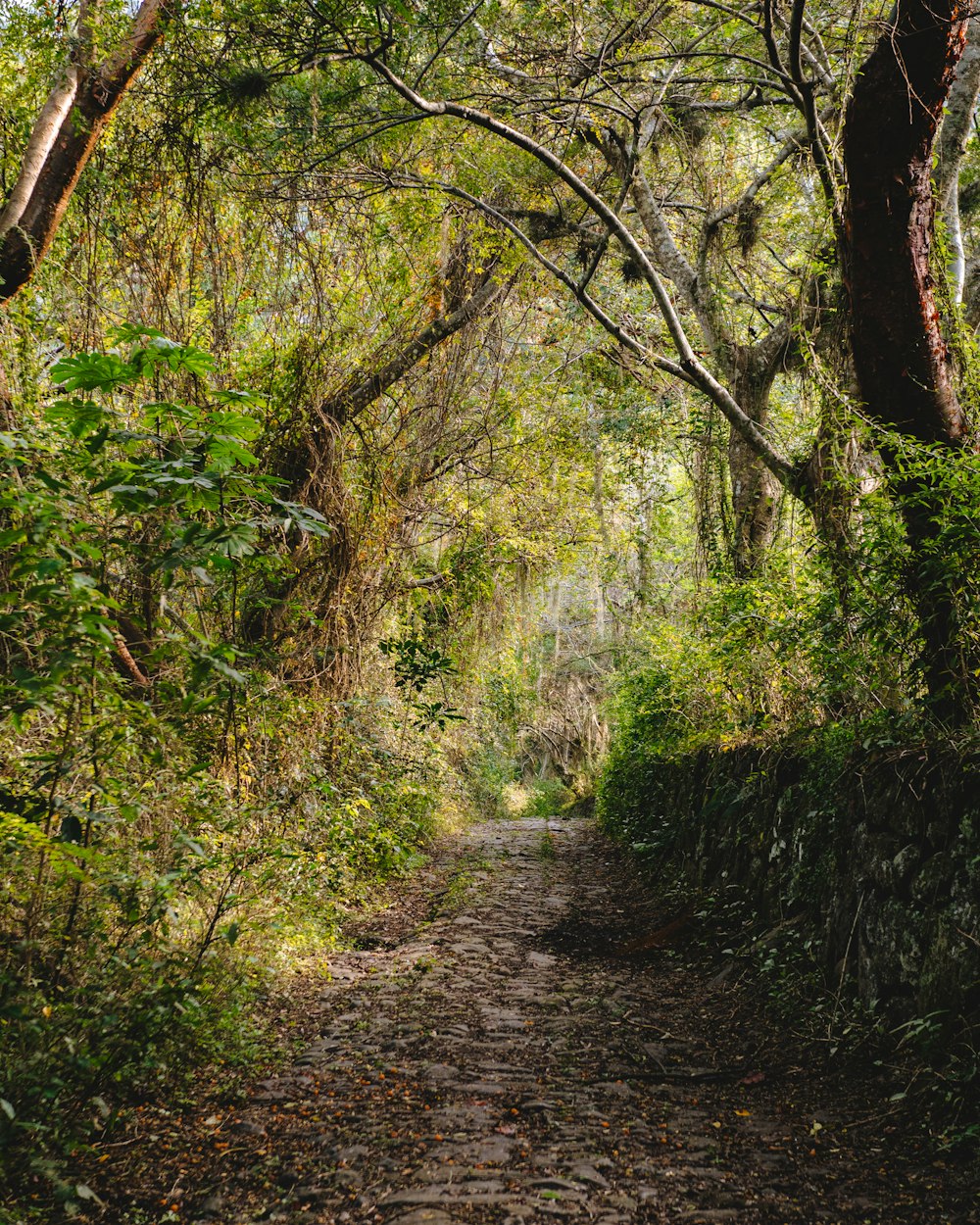 a dirt path in the middle of a forest