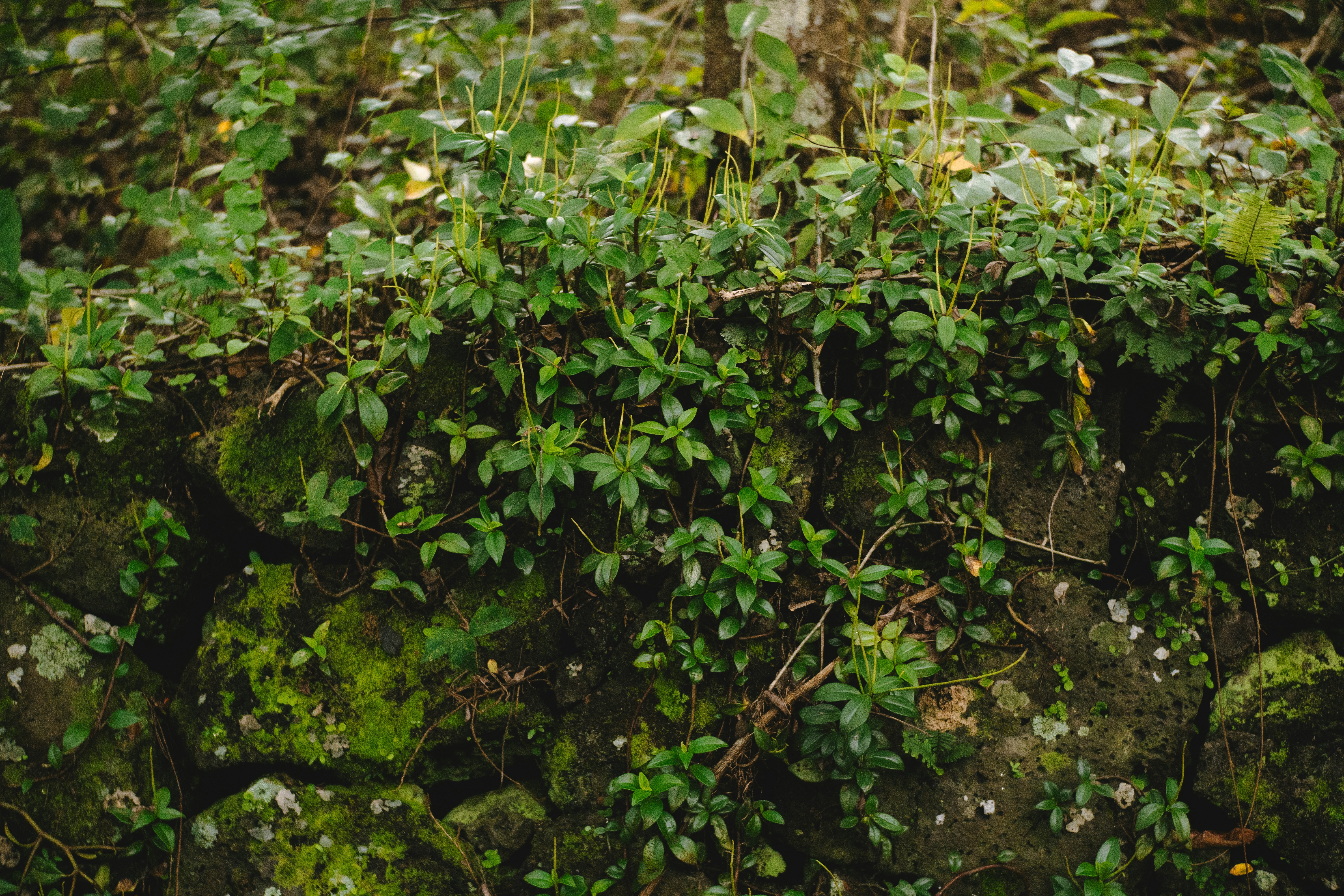 a rock wall covered in lots of green plants
